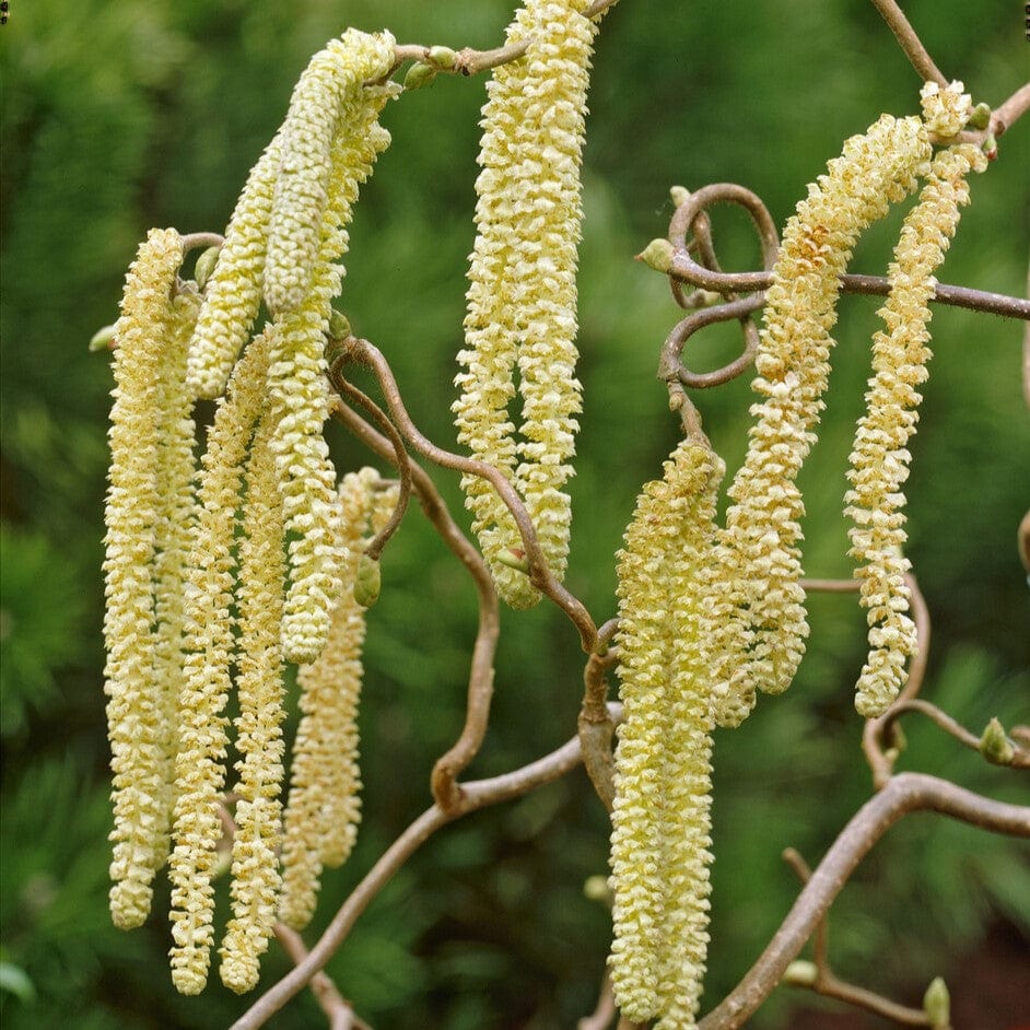 Corylus avellana 'Contorta'