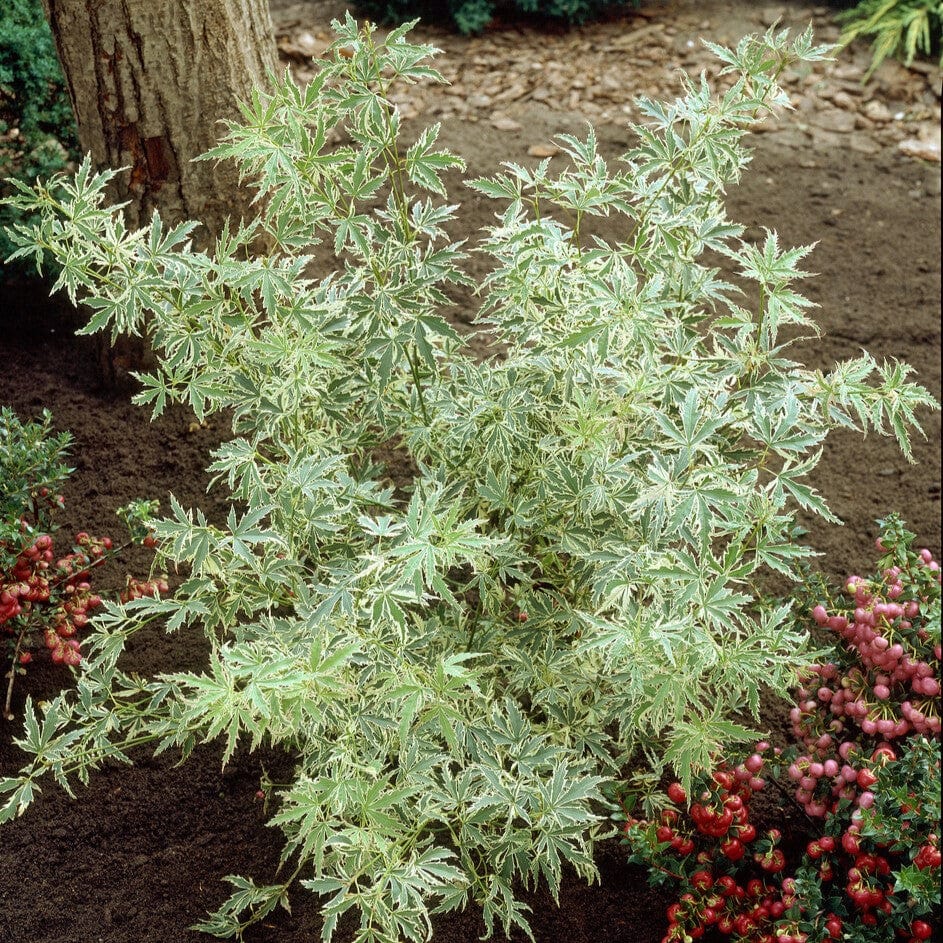 Acer palmatum 'Butterfly'