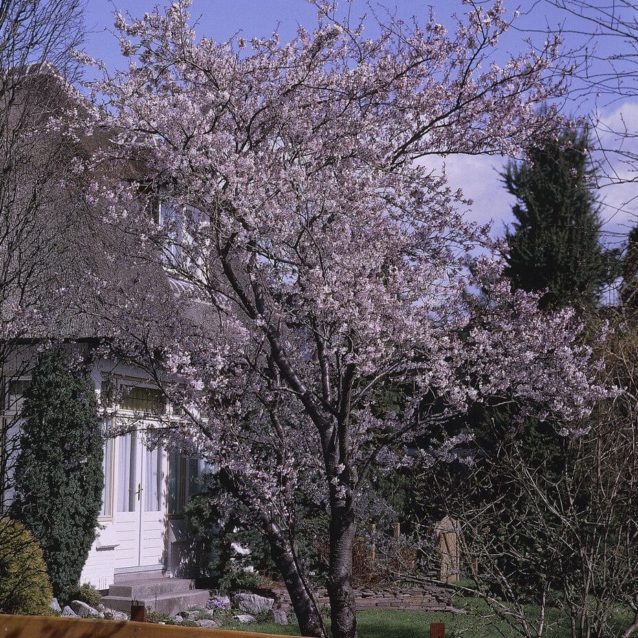 Prunus x subhirtella 'Autumnalis Rosea'