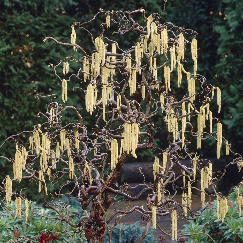 Corylus avellana 'Contorta'