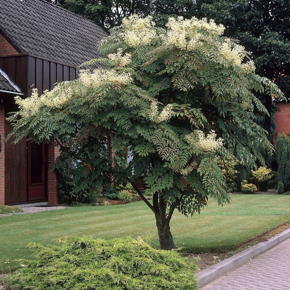 Aralia elata