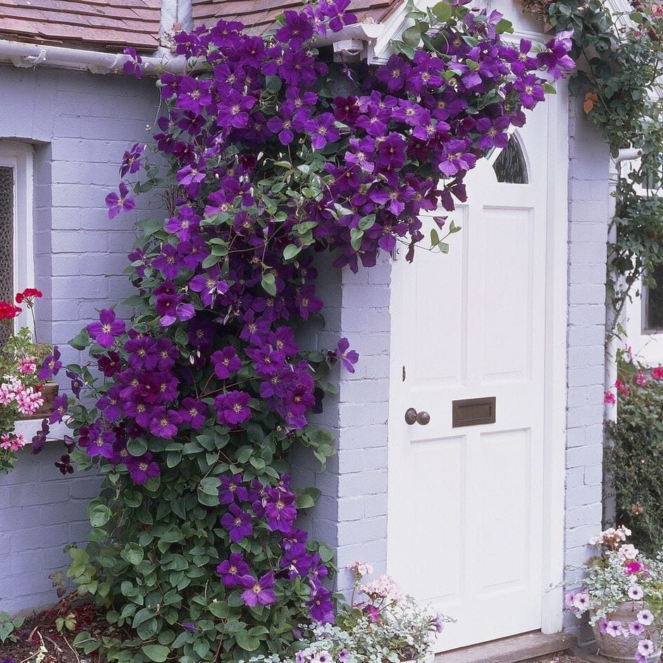 Clematis 'The President'