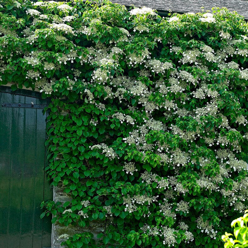 Hydrangea petiolaris
