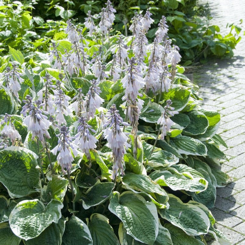 Hosta 'Minuteman'