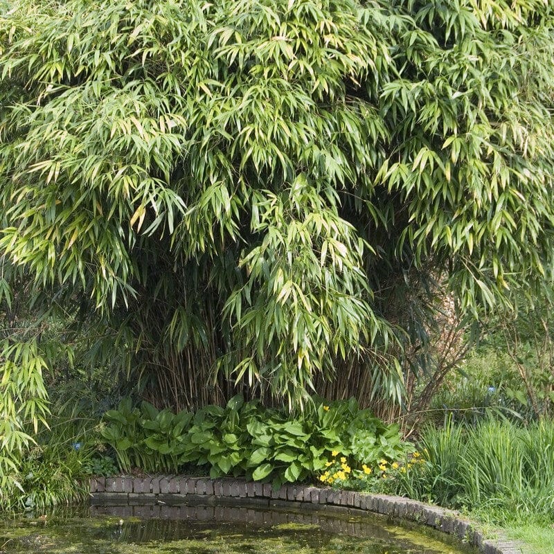 Pseudosasa japonica