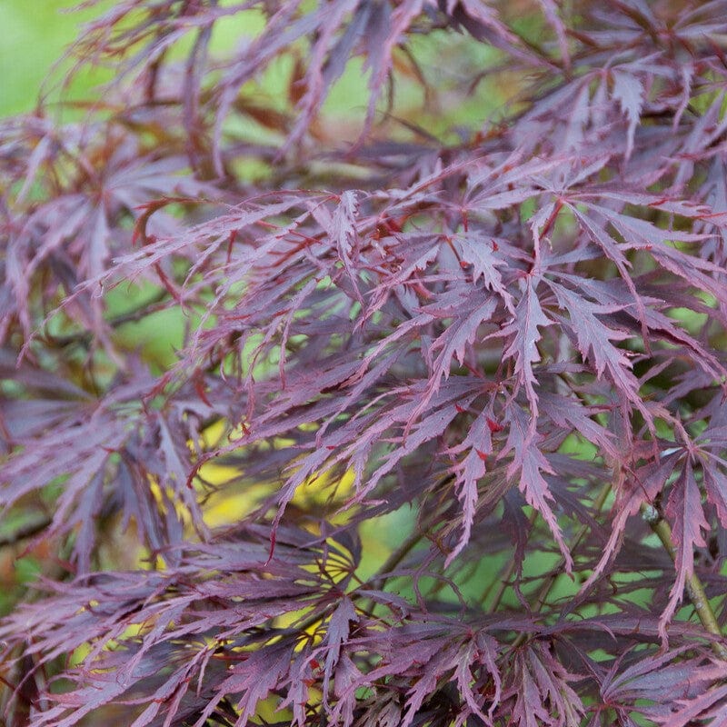 Acer palmatum dissectum 'Tamukeyama'