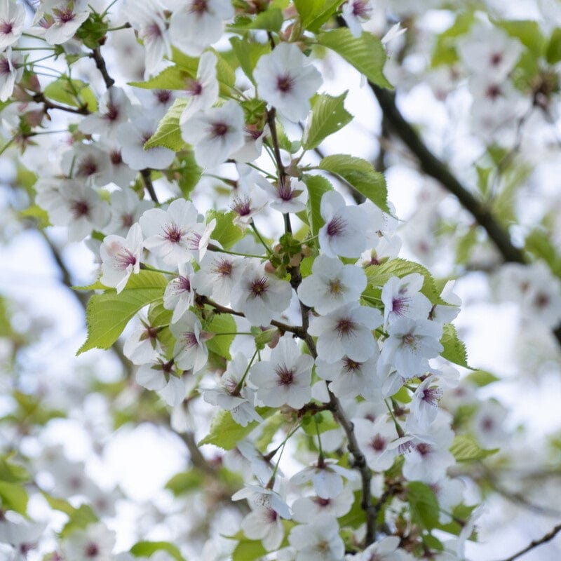 'Umineko' Japanese Cherry Blossom Tree