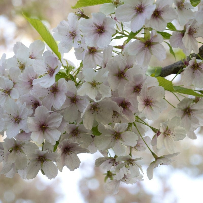 'Umineko' Japanese Cherry Blossom Tree