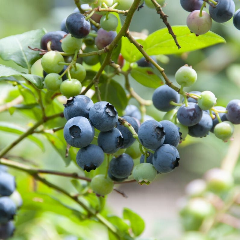 'Duke' Blueberry Bush