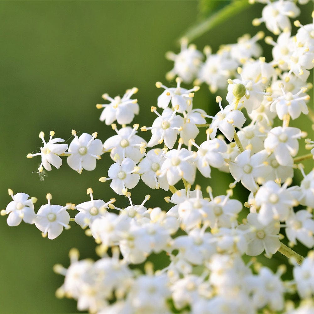 Sambucus nigra
