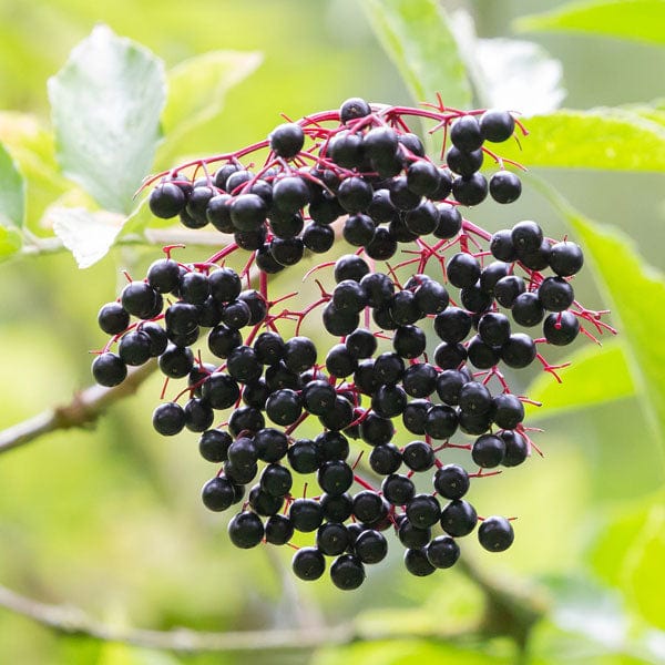 Sambucus nigra