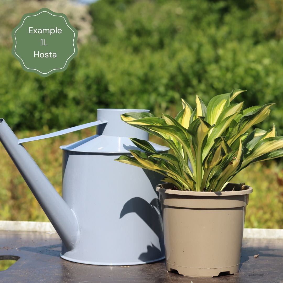 Best Ever Hosta Collection