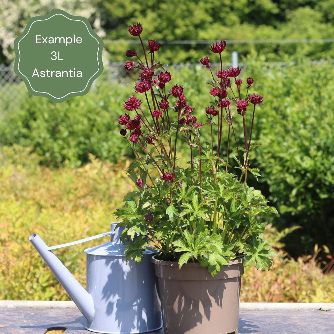 Astrantia 'Sparkling Stars Red'