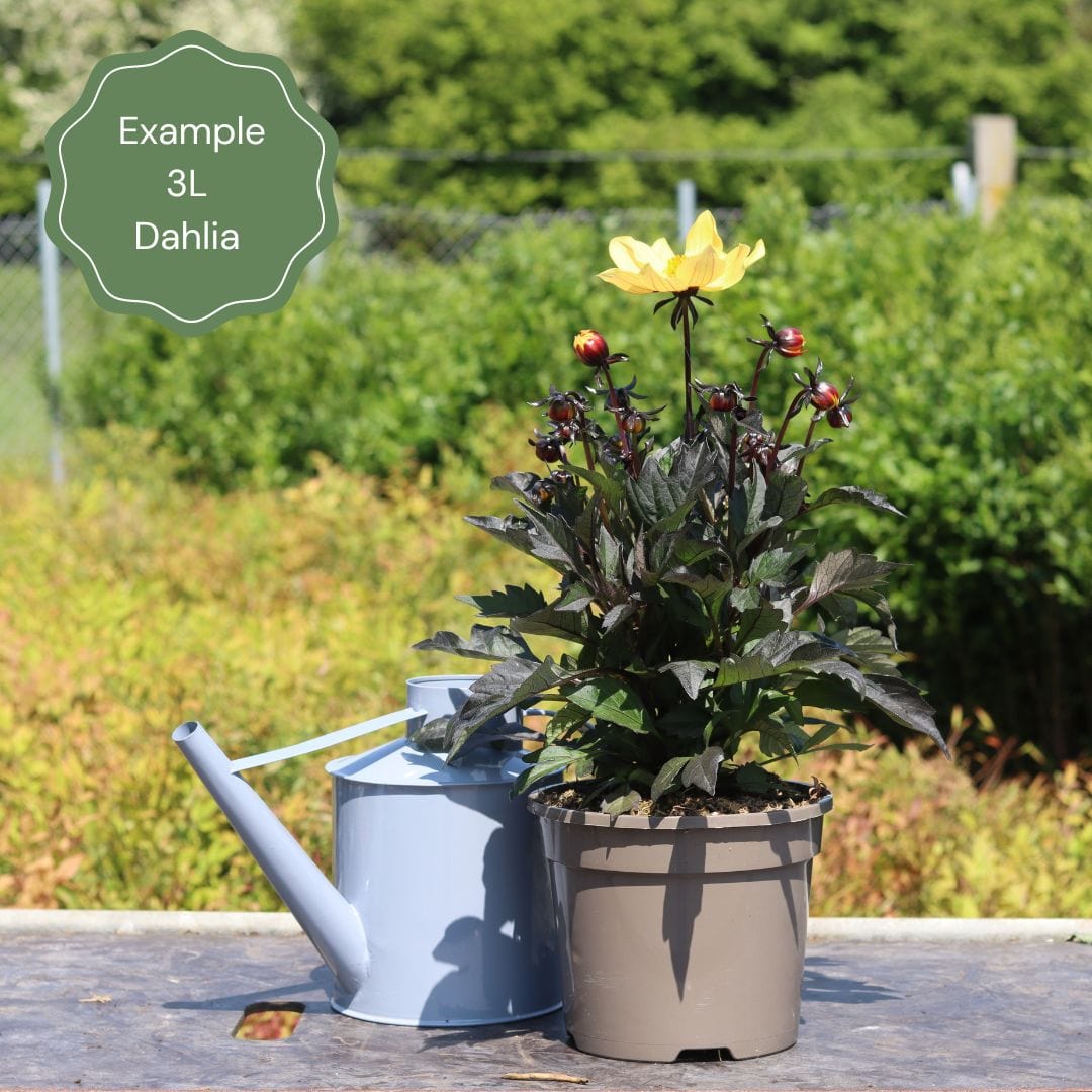 Dahlia 'Dahlegria White'