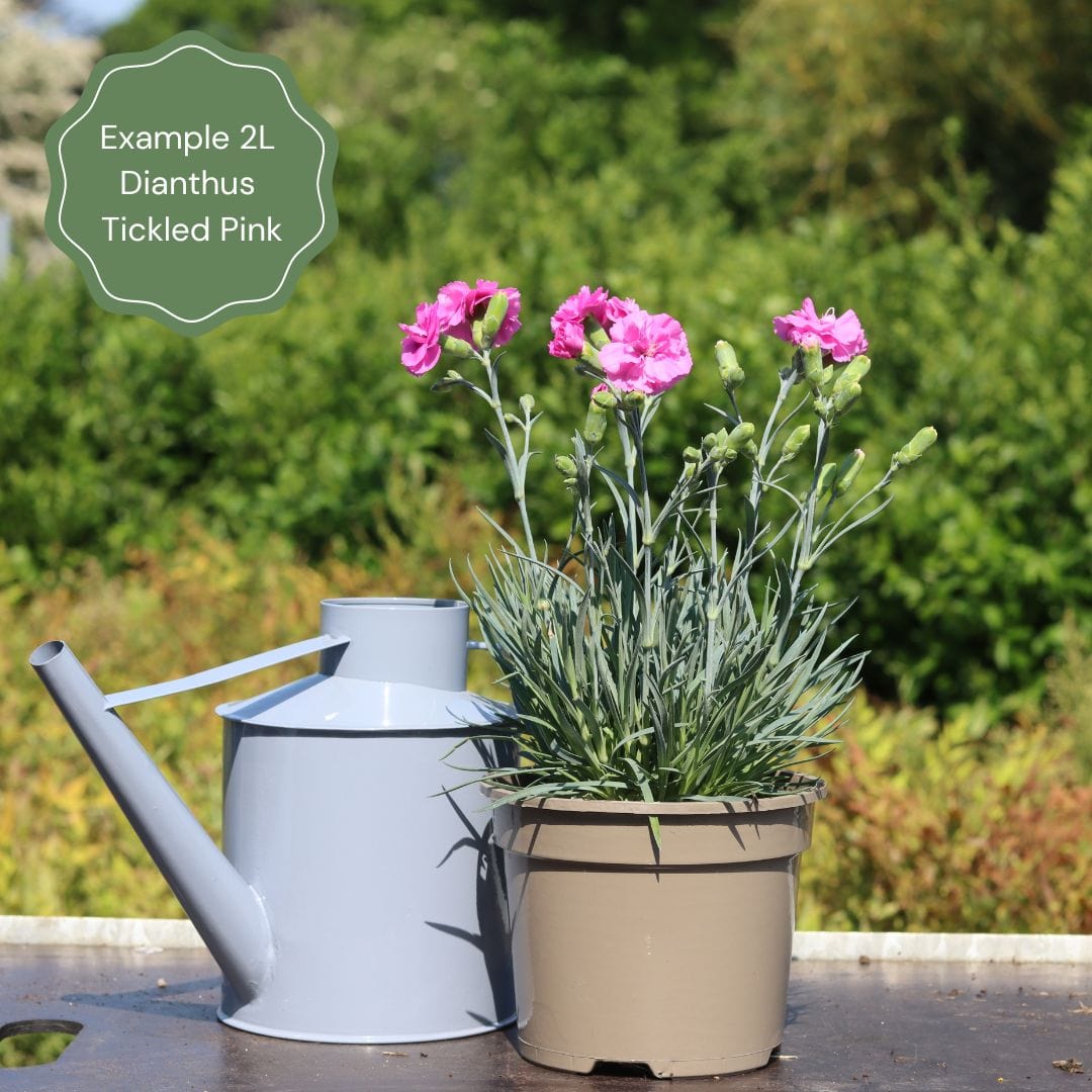 Dianthus 'Scented Tickled Pink'