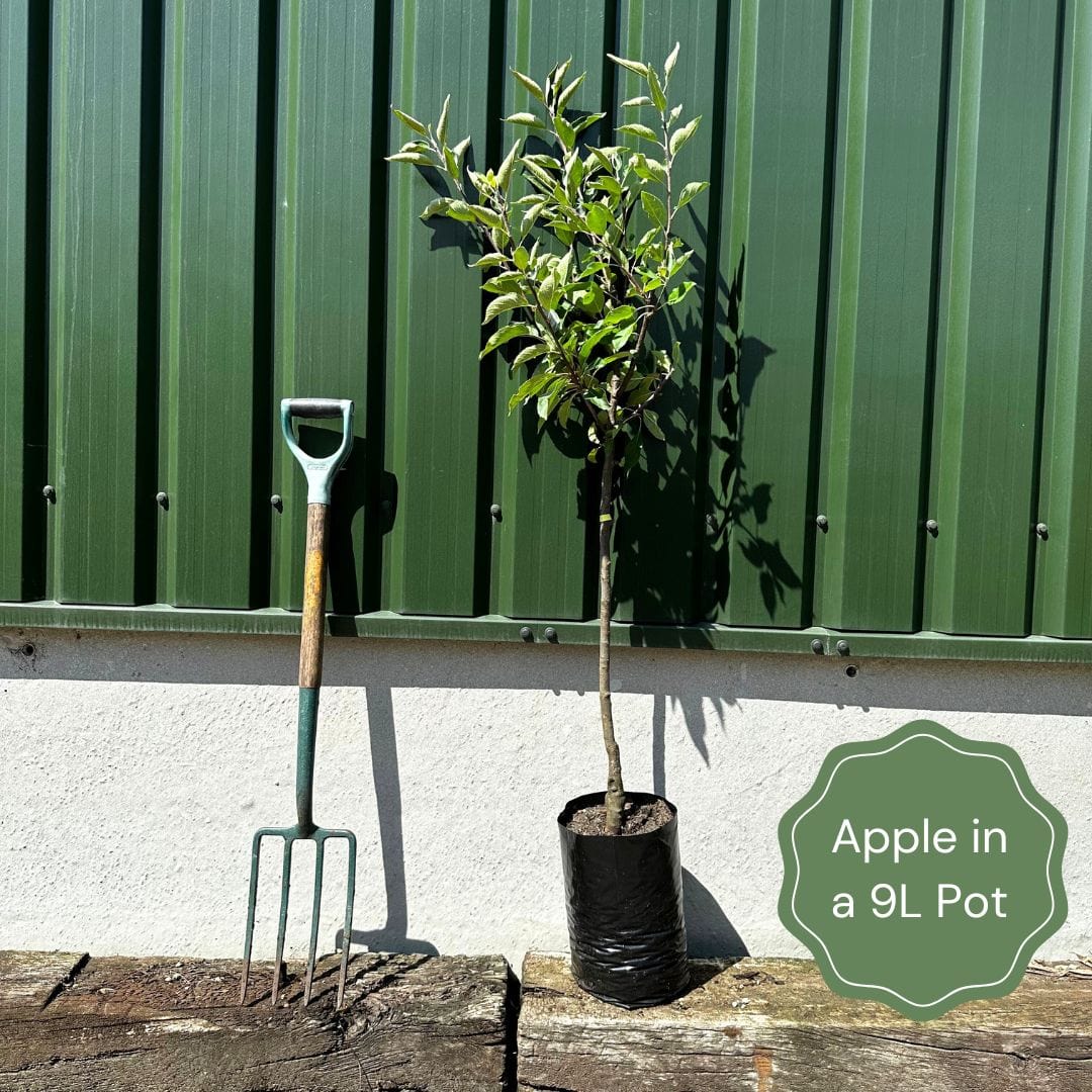 'Red Devil' Apple Tree