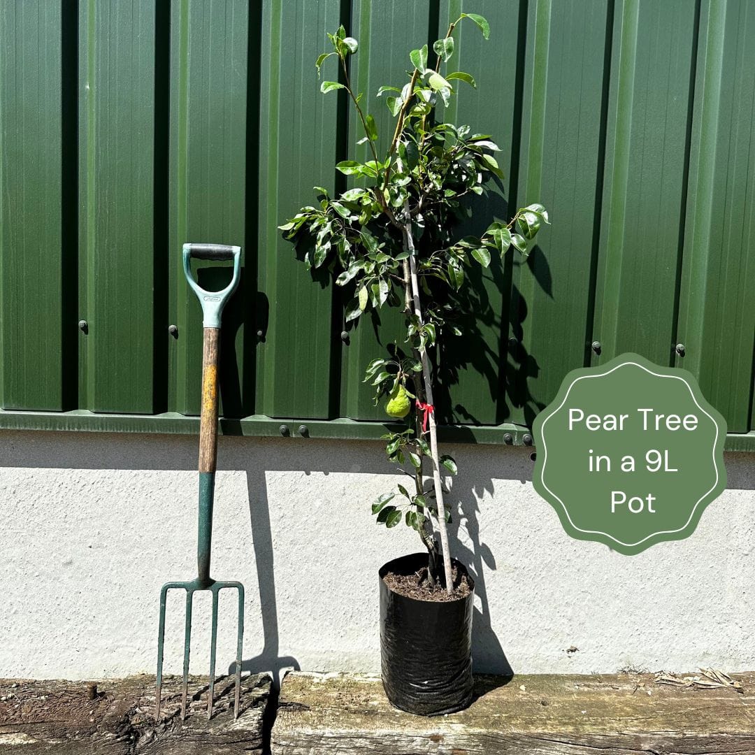 'Green Williams' Pear Tree