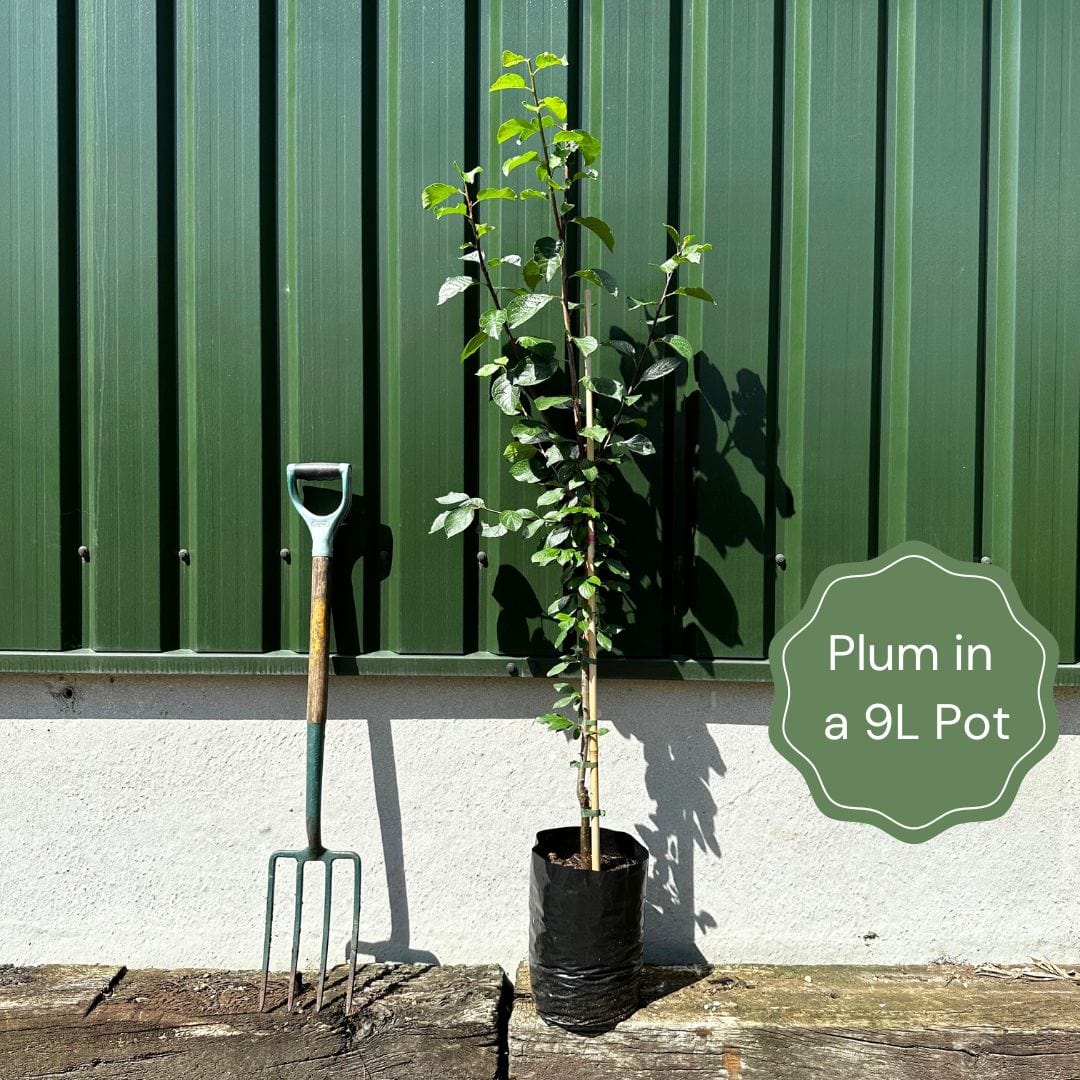 'Mirabelle De Nancy' Plum Tree