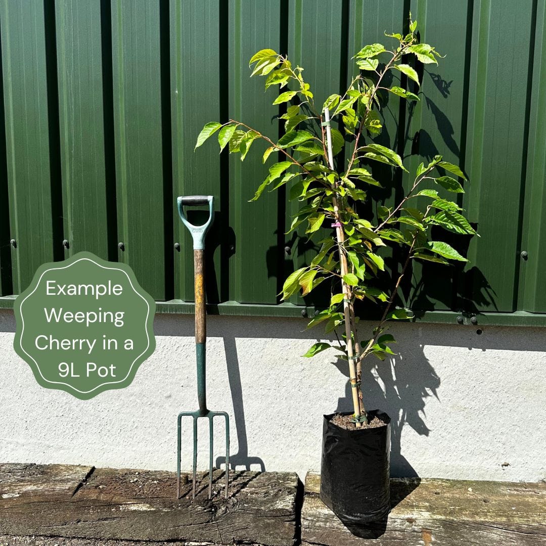 Prunus subhirtella 'Pendula Rosea'
