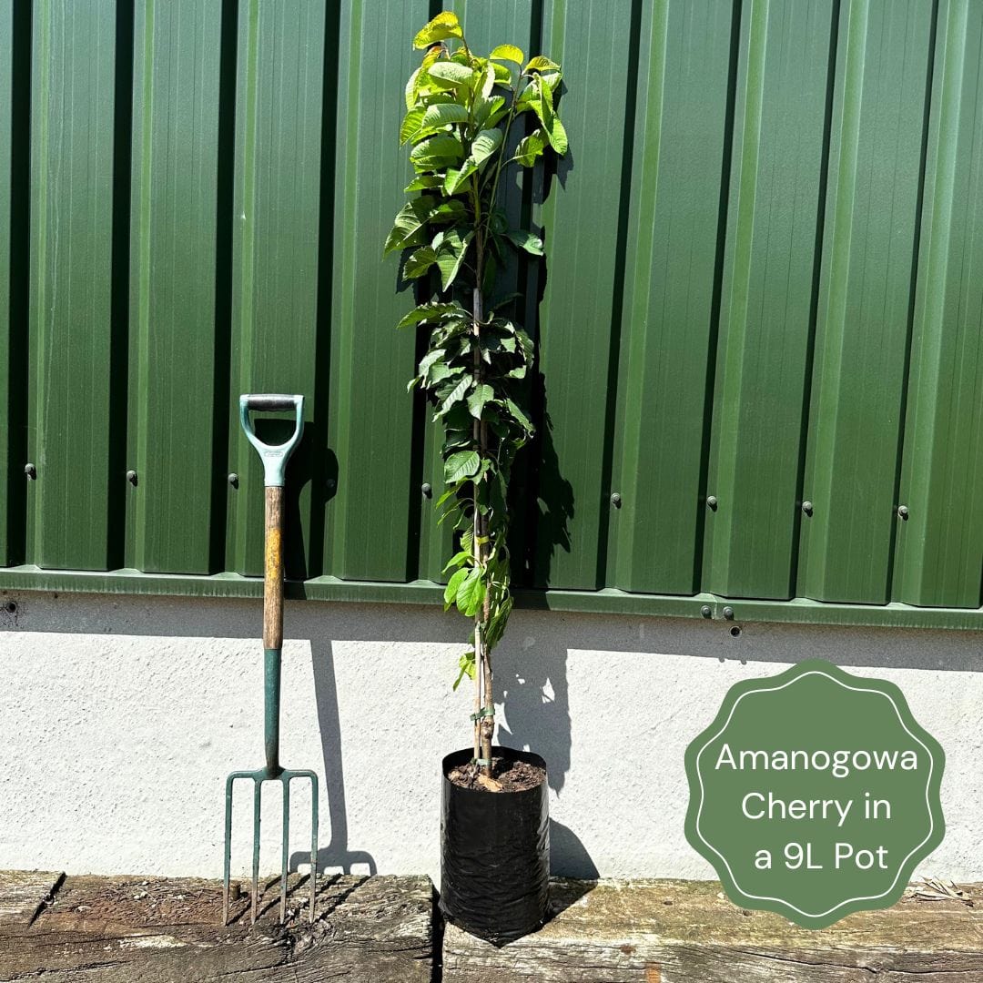 Prunus Amanogawa