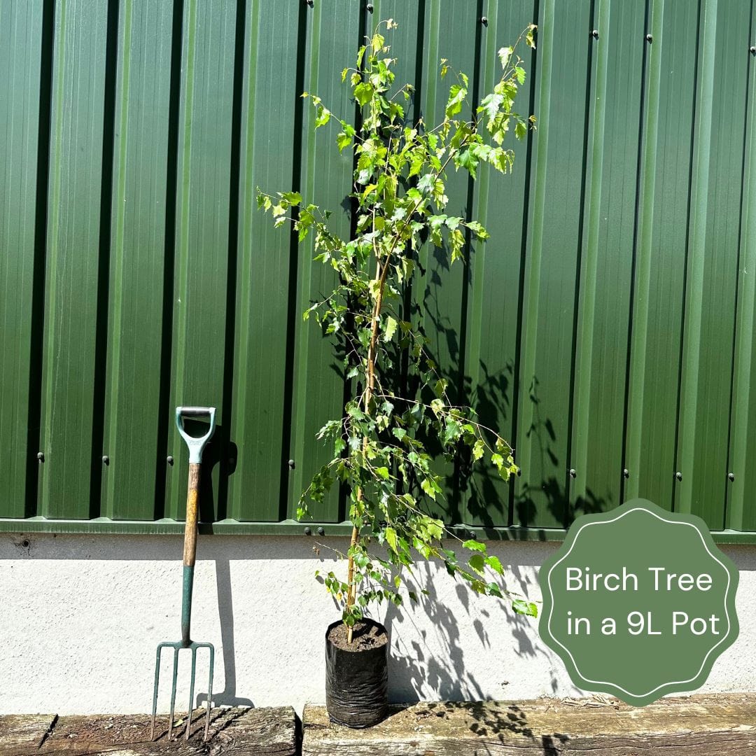 Betula pendula 'Youngii'