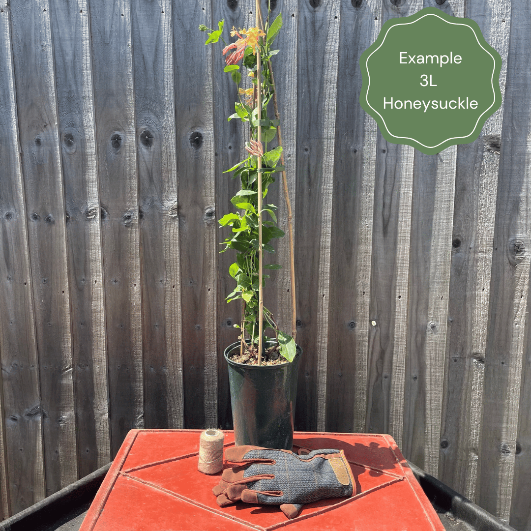 Lonicera periclymenum 'Belgica'