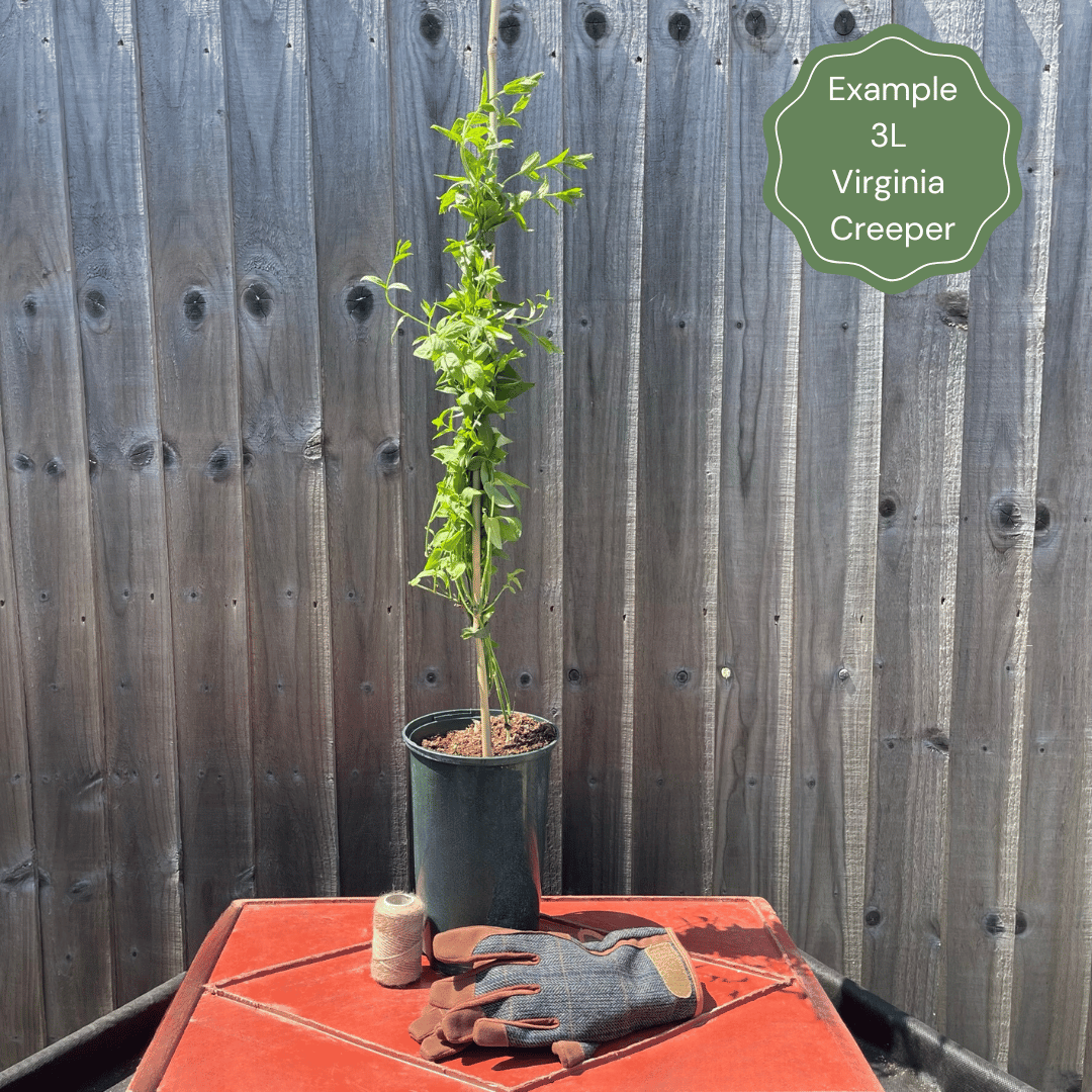 Parthenocissus quinquefolia 'Star Showers'