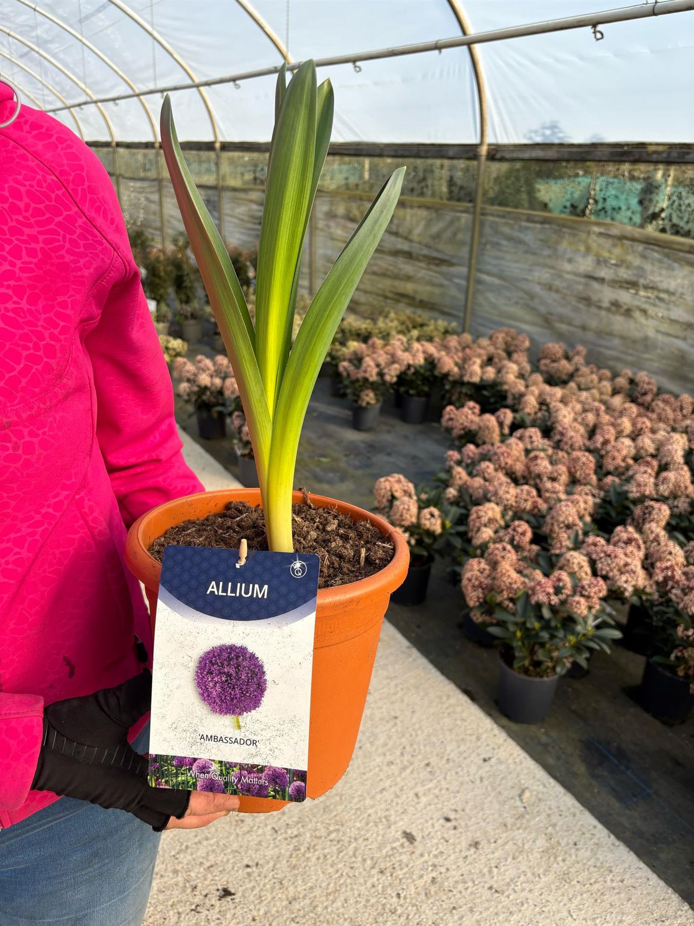 Allium Ambassador 5 Litre Pot