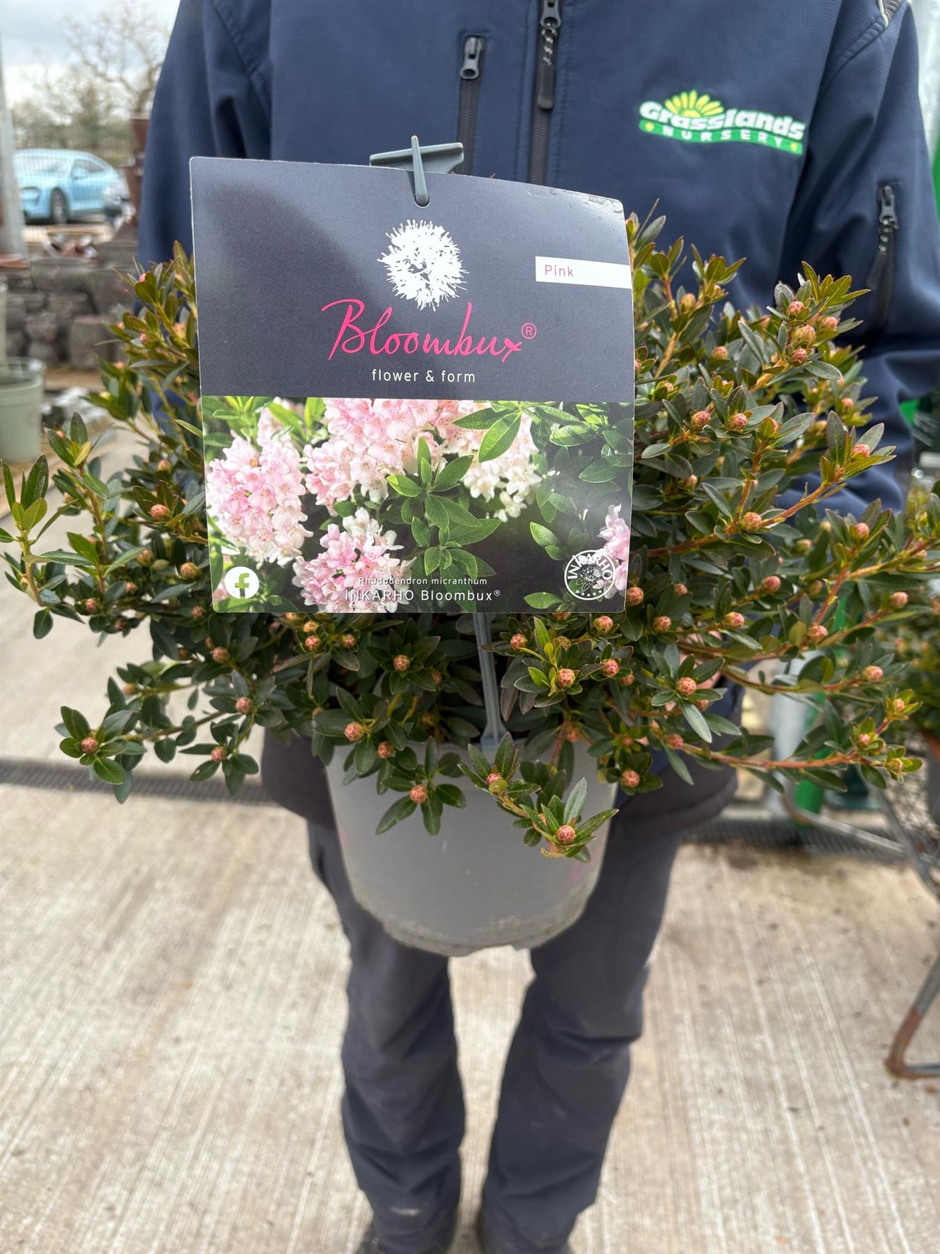 Rhododendron Bloombux Pink 5 Litre Pot