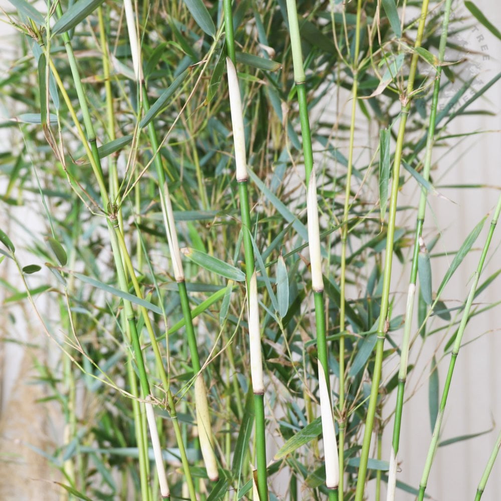 Fargesia robusta 'Campbell'