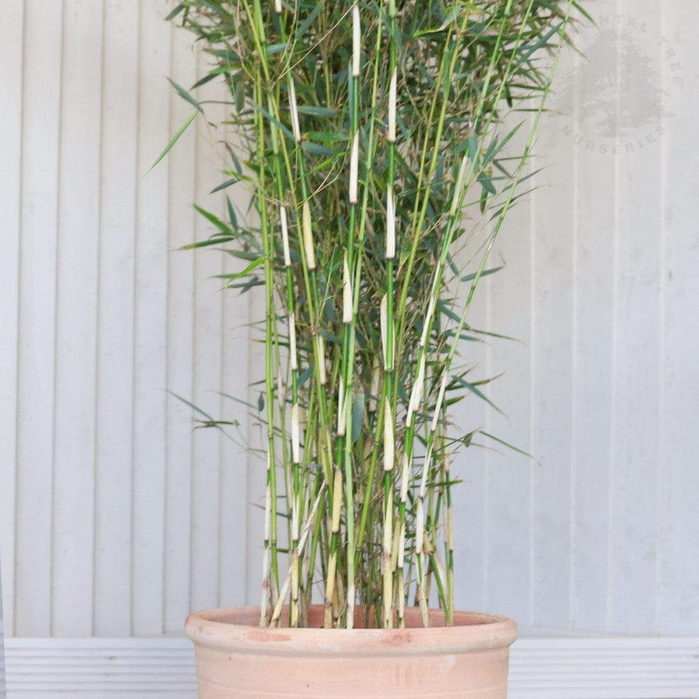 Fargesia robusta 'Campbell'
