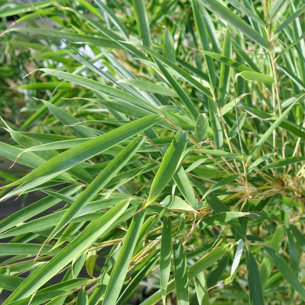 Fargesia robusta 'Campbell'