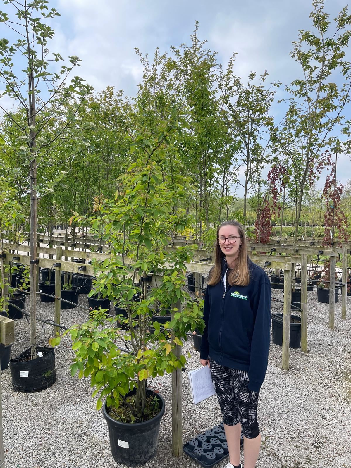Amelanchier Lamarckii Multi Stem 100/125cm Order For June