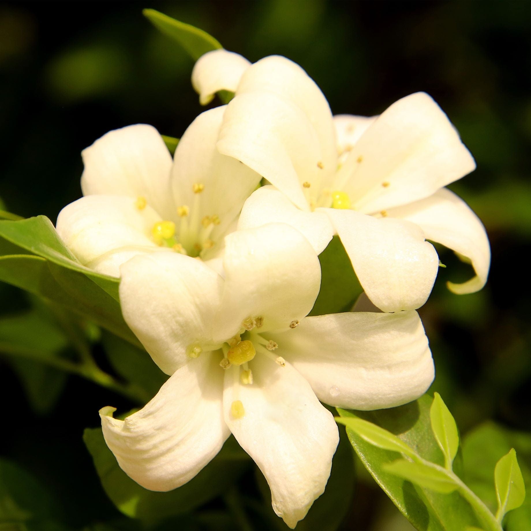 Jasminum officinale