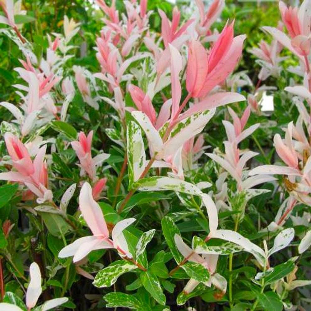 Salix integra 'Hakuro-Nishiki'