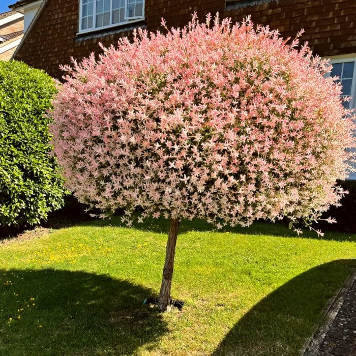 Salix integra 'Hakuro-Nishiki'