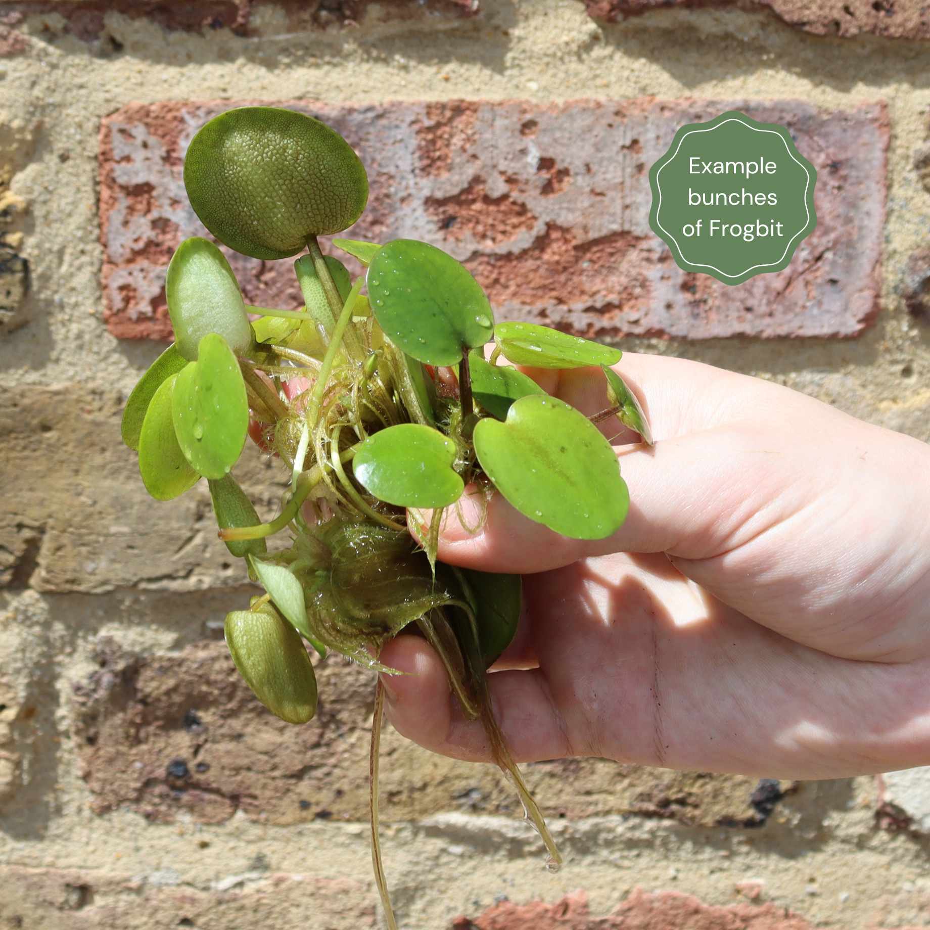 Frogbit Plants
