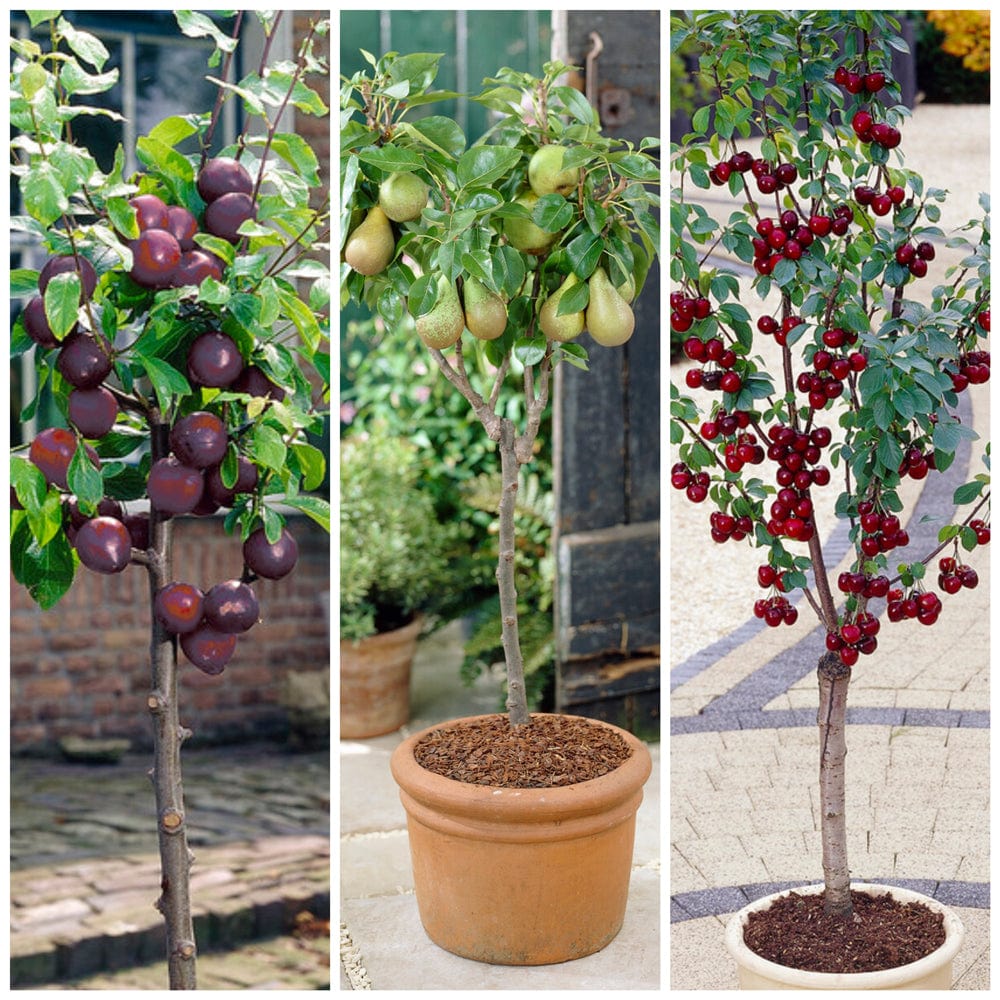 Cherry, Pear & Plum