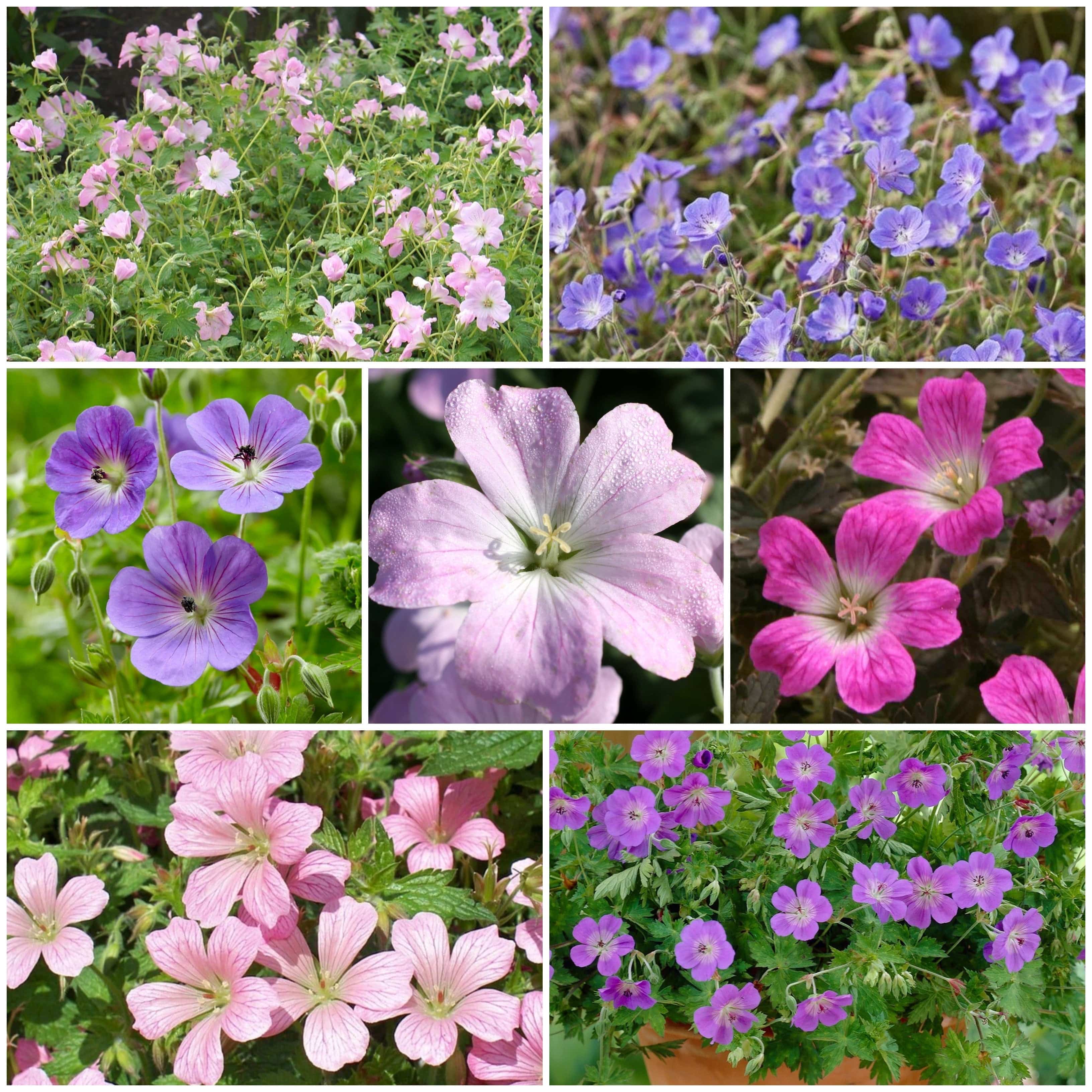 Hardy Ground-Cover Geraniums Collection