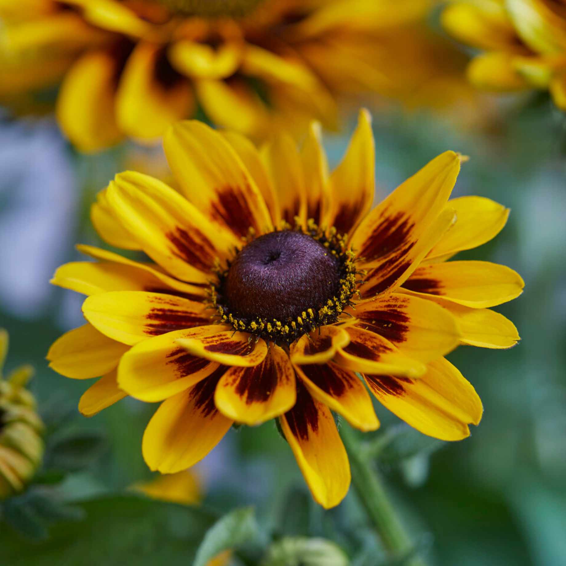 Rudbeckia 'Giggling SmileyZ'