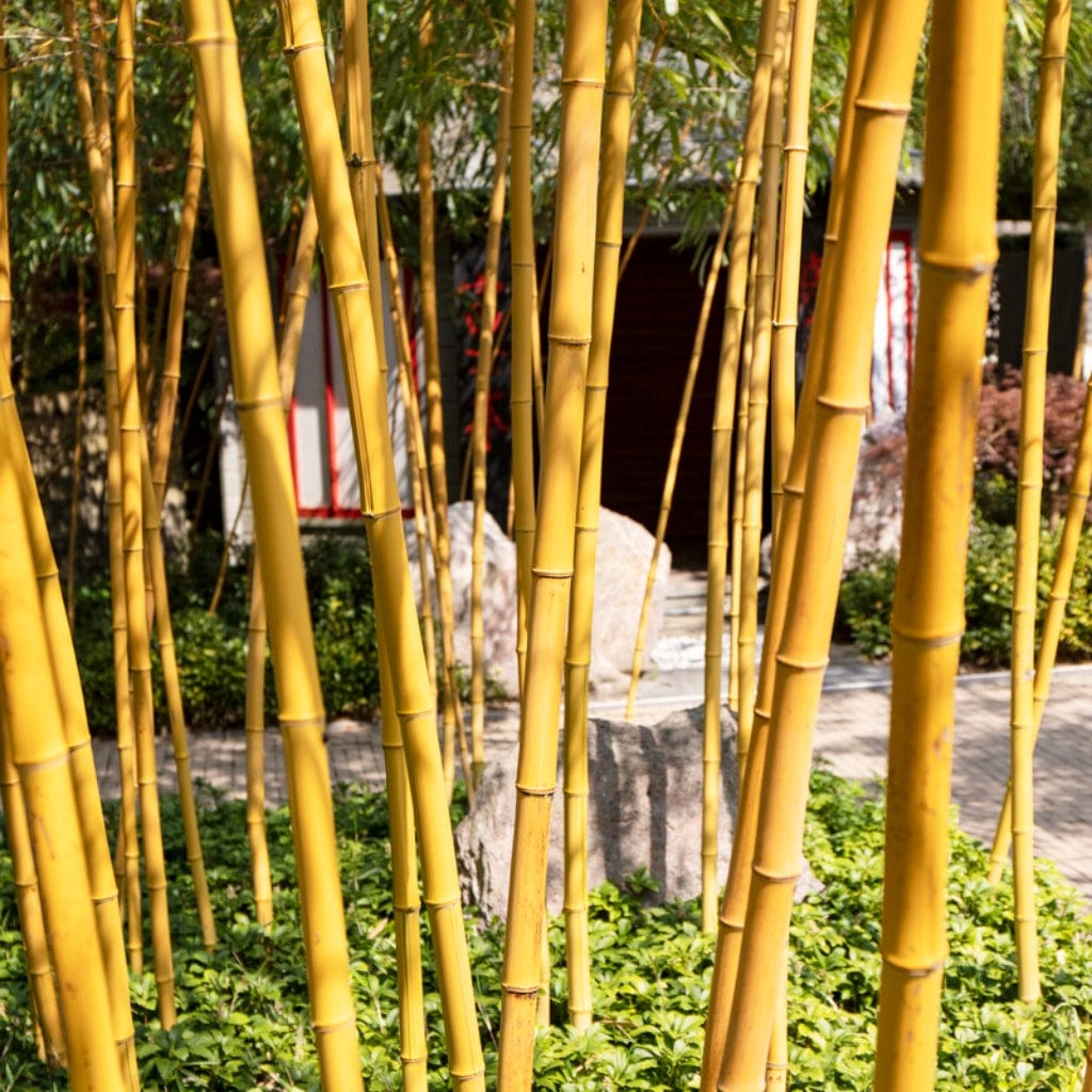Phyllostachys aurea