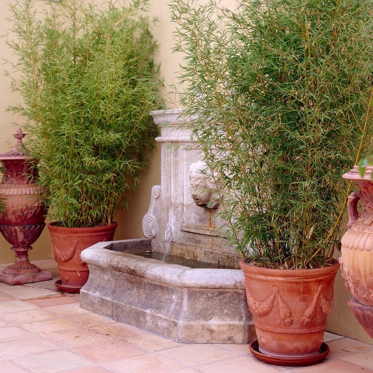 Phyllostachys aurea