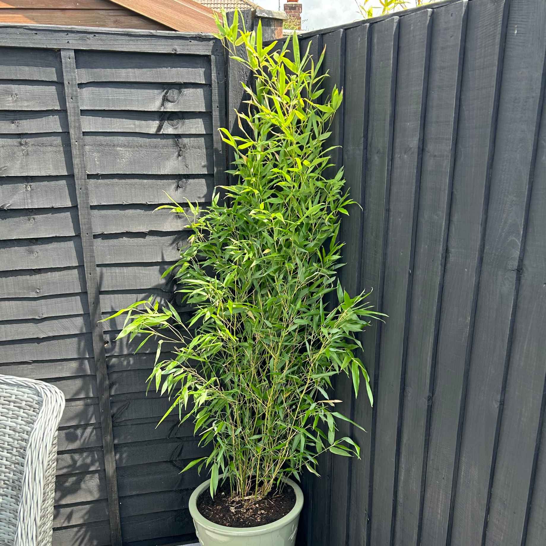 Phyllostachys aurea