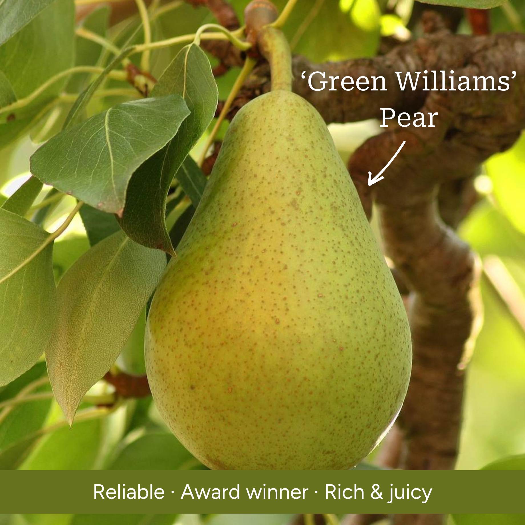 Espalier Pear Tree