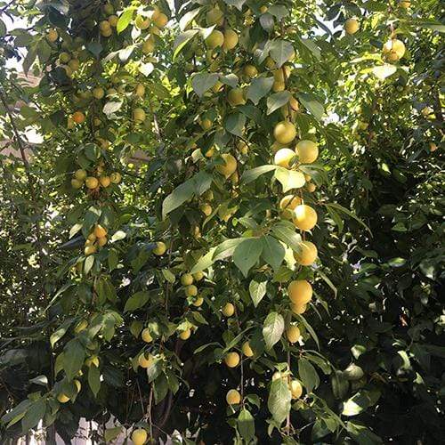 'Old Greengage' Plum Tree