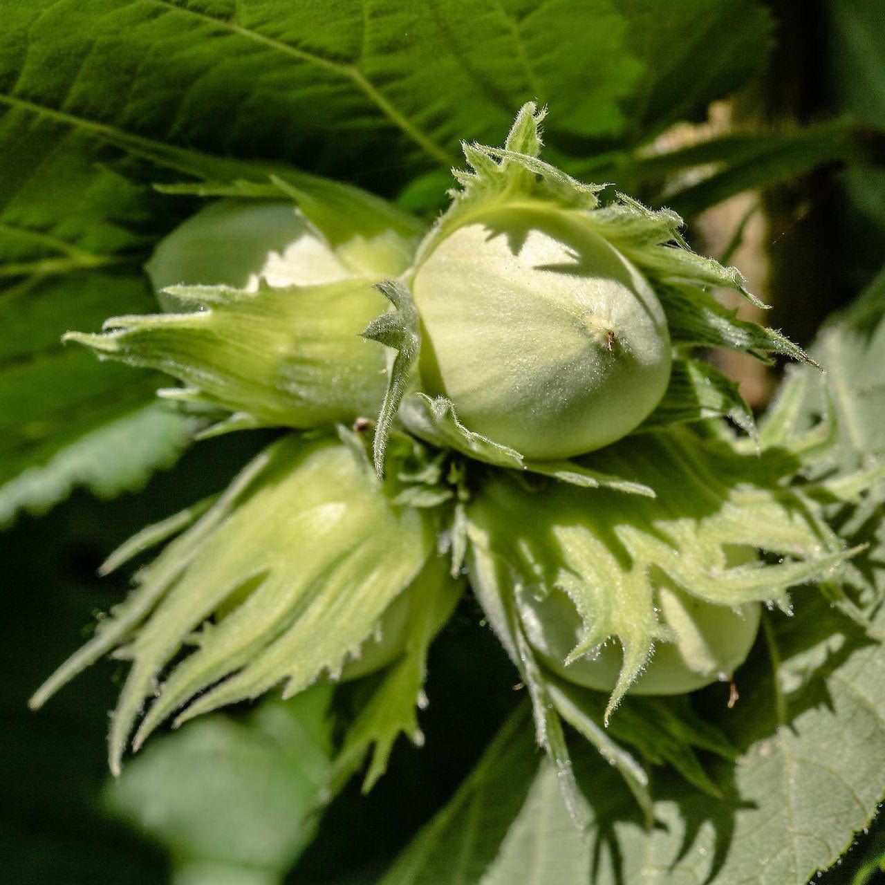 Corylus avellana