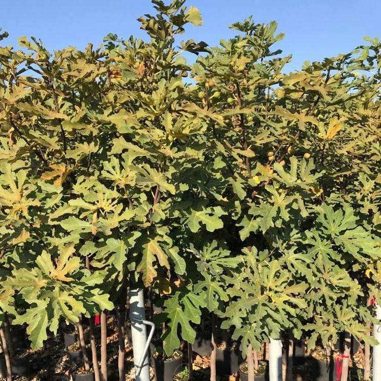 'Ice Crystal' Fig Tree