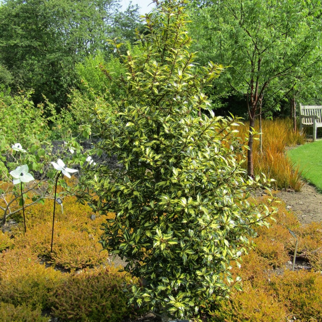 Ilex aquifolium