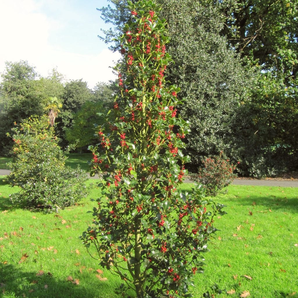 Ilex aquifolium