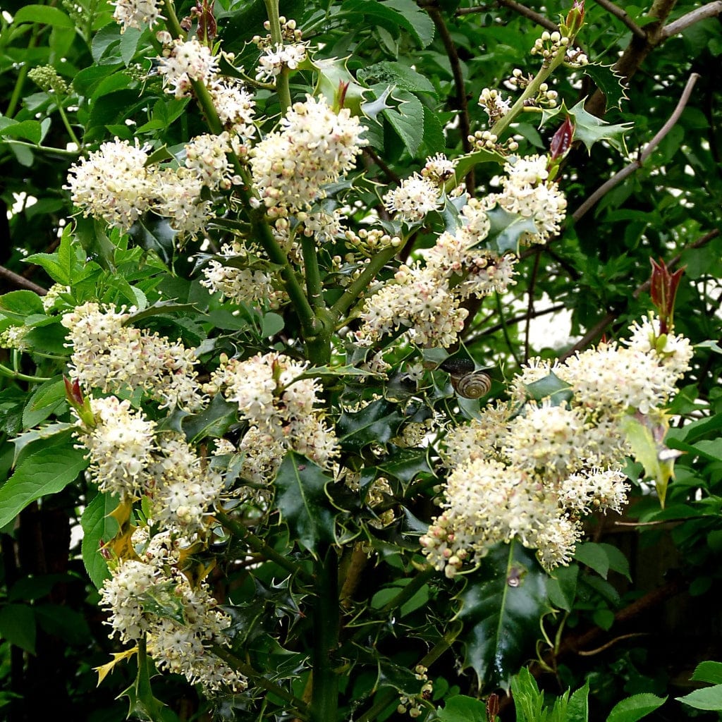 Ilex aquifolium